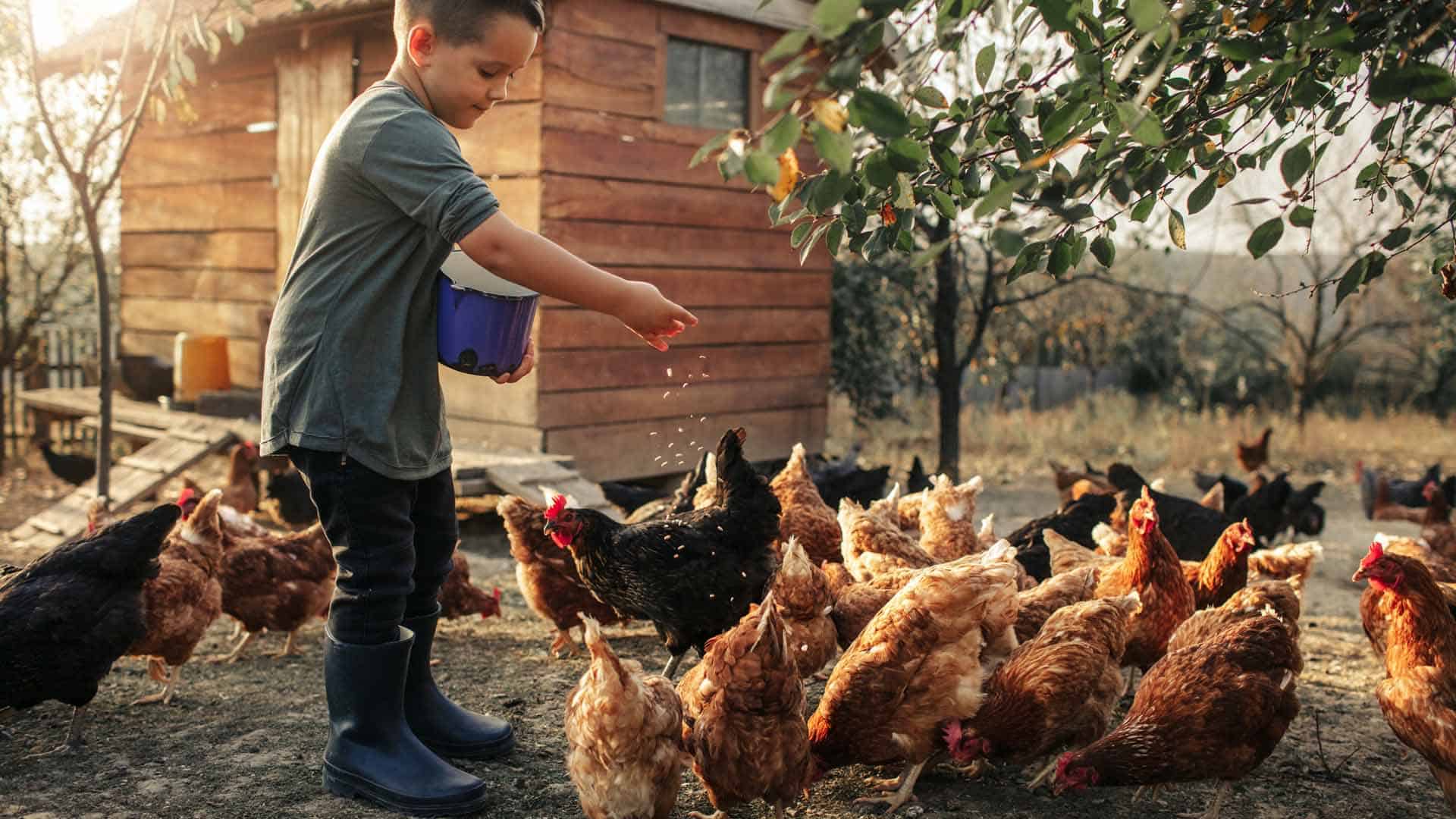 Raising Backyard Chickens What You Need To Know The Westport Club 