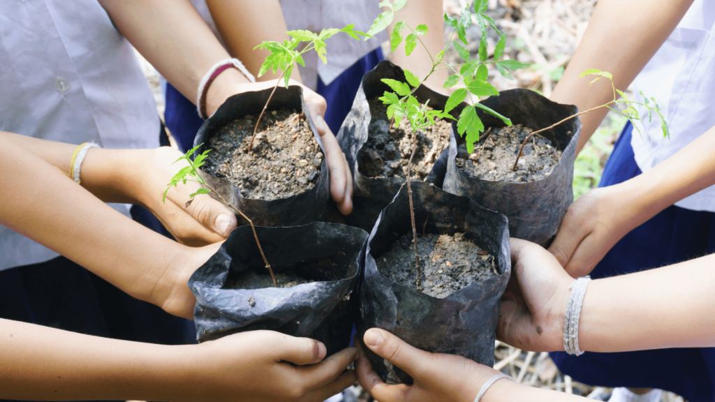 Plant a tree for National Tree Day The Westport Club